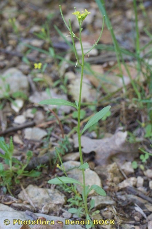Erysimum incanum habit