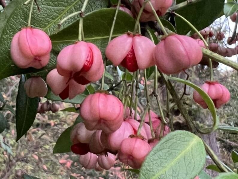 Euonymus tingens fruit