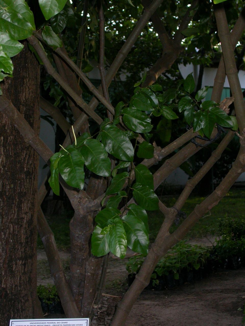 Piper tuberculatum habit