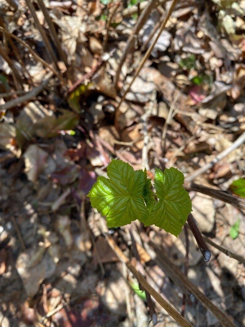 Ribes laxiflorum — search result for 'Ribes'