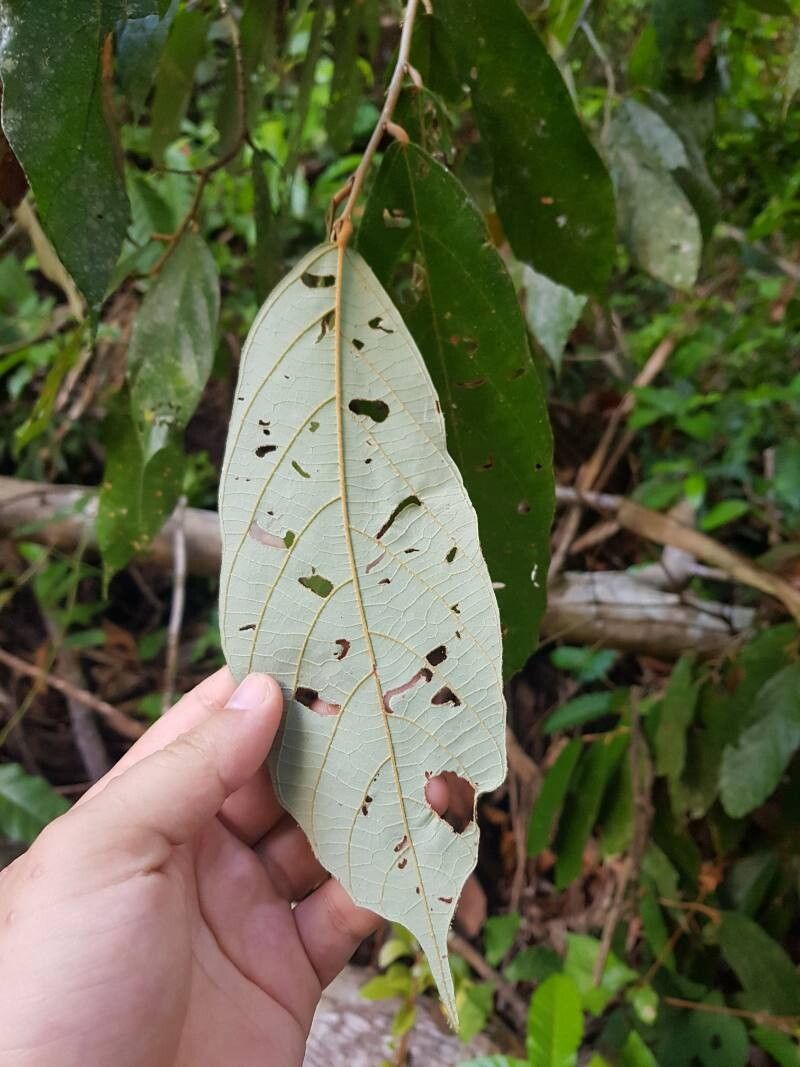 Theobroma angustifolium leaf