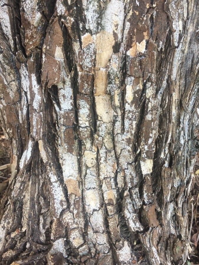 Calycophyllum multiflorum bark