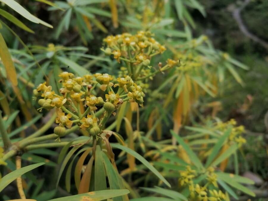 Euphorbia lamarckii flower