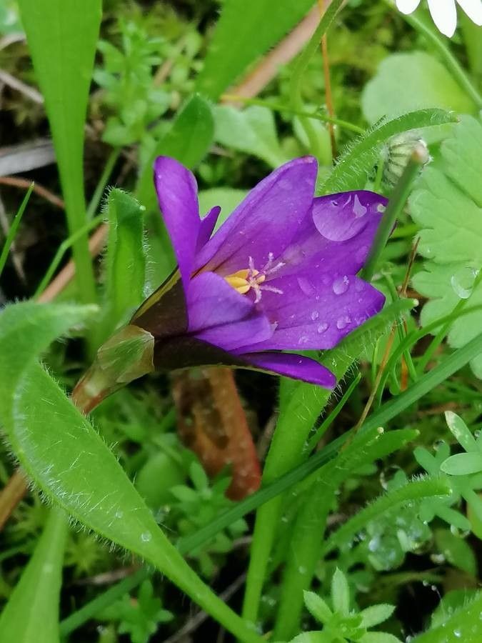 Colchicum cupanii flower
