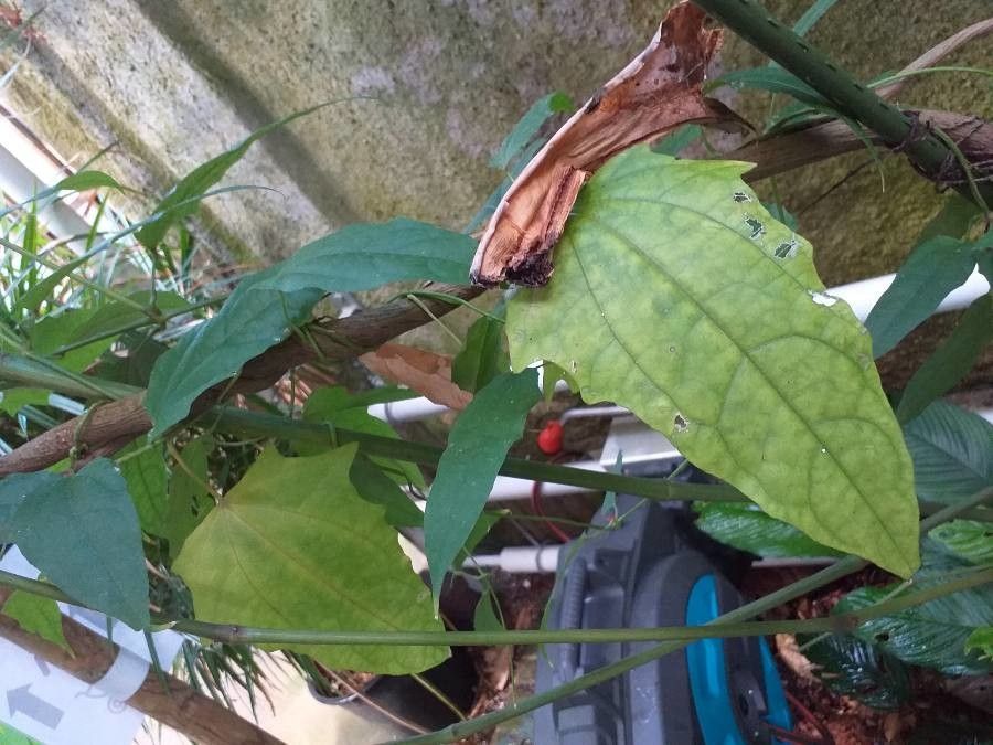 Thunbergia laurifolia leaf