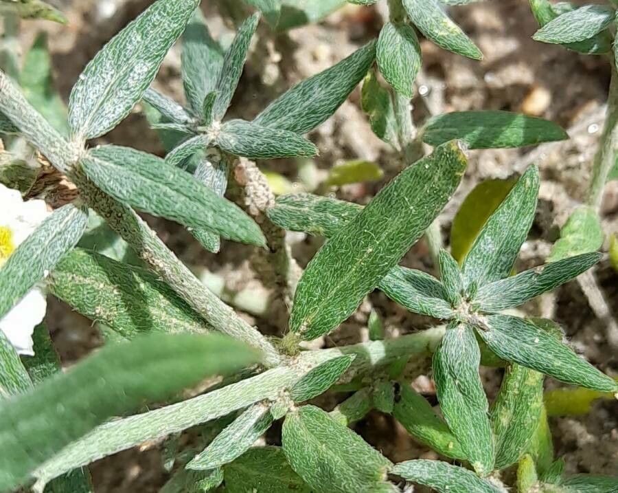 Heliotropium mendocinum — search result for 'Heliotropium'