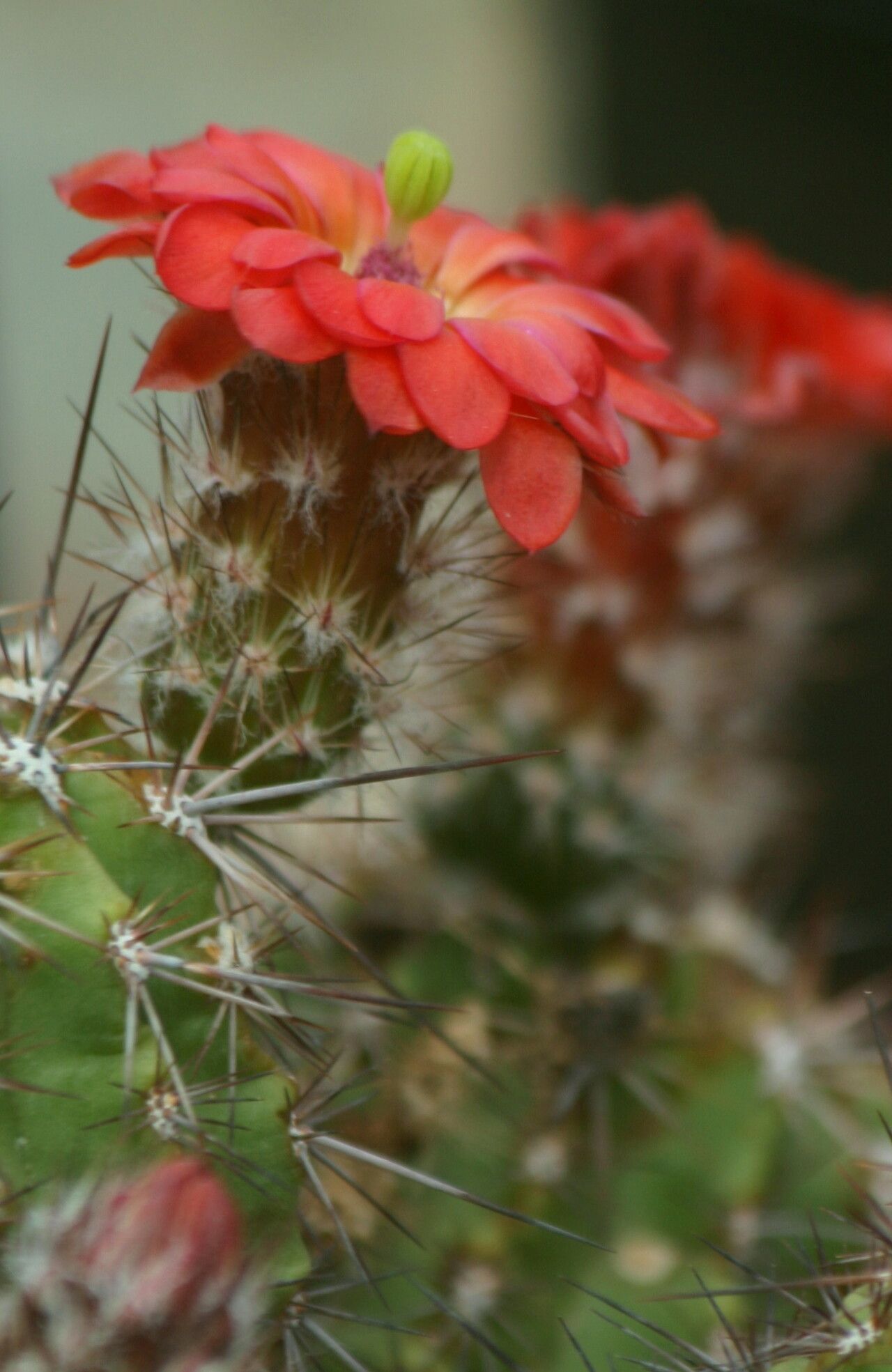 Echinocereus polyacanthus flower