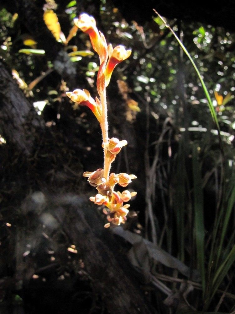 Pachyplectron arifolium flower