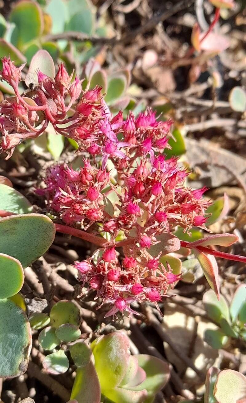 Hylotelephium ewersii flower