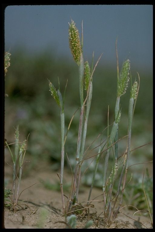 Alopecurus saccatus habit