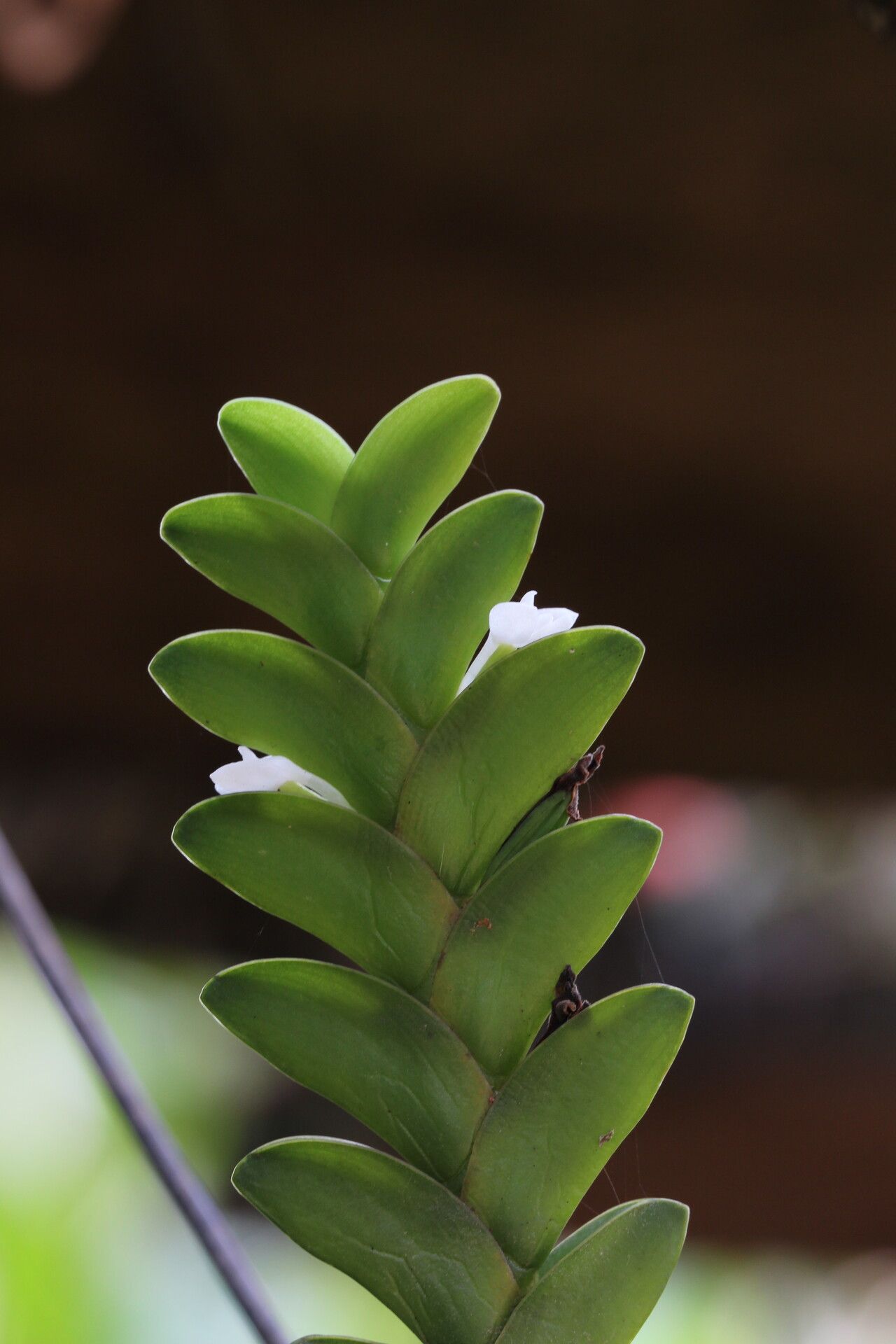 Angraecum aporoides flower