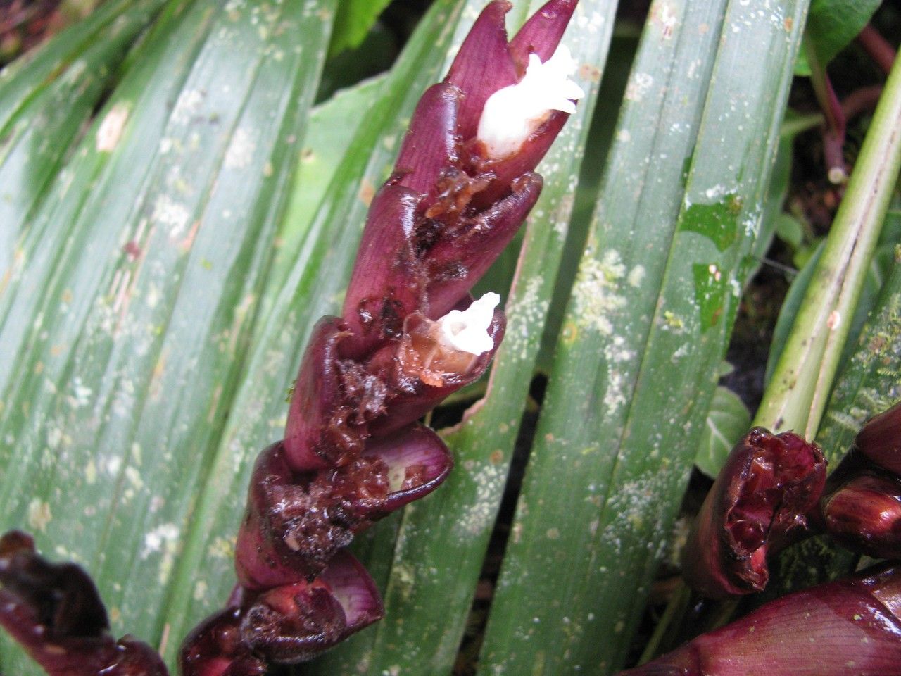 Ctenanthe dasycarpa fruit