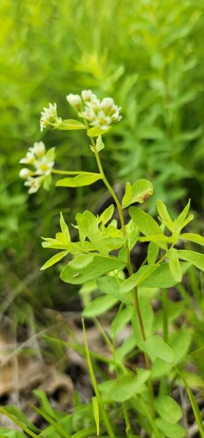 Comandra umbellata habit