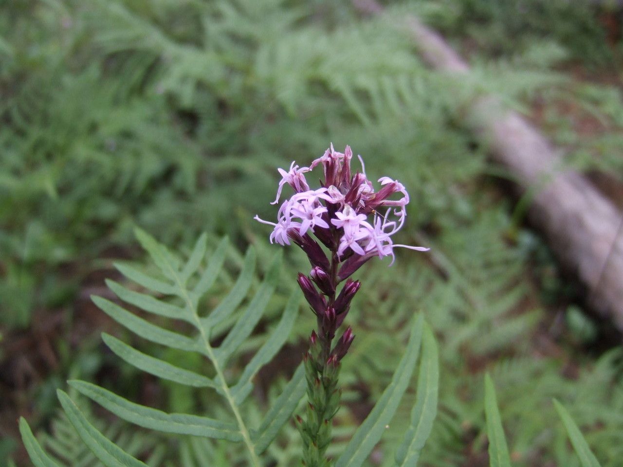 Liatris acidota