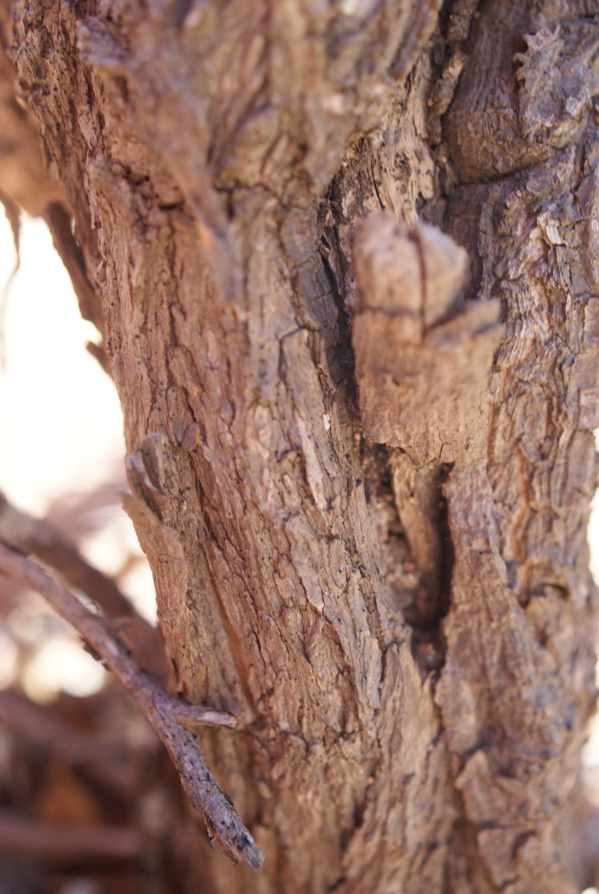 Thymelaea velutina bark