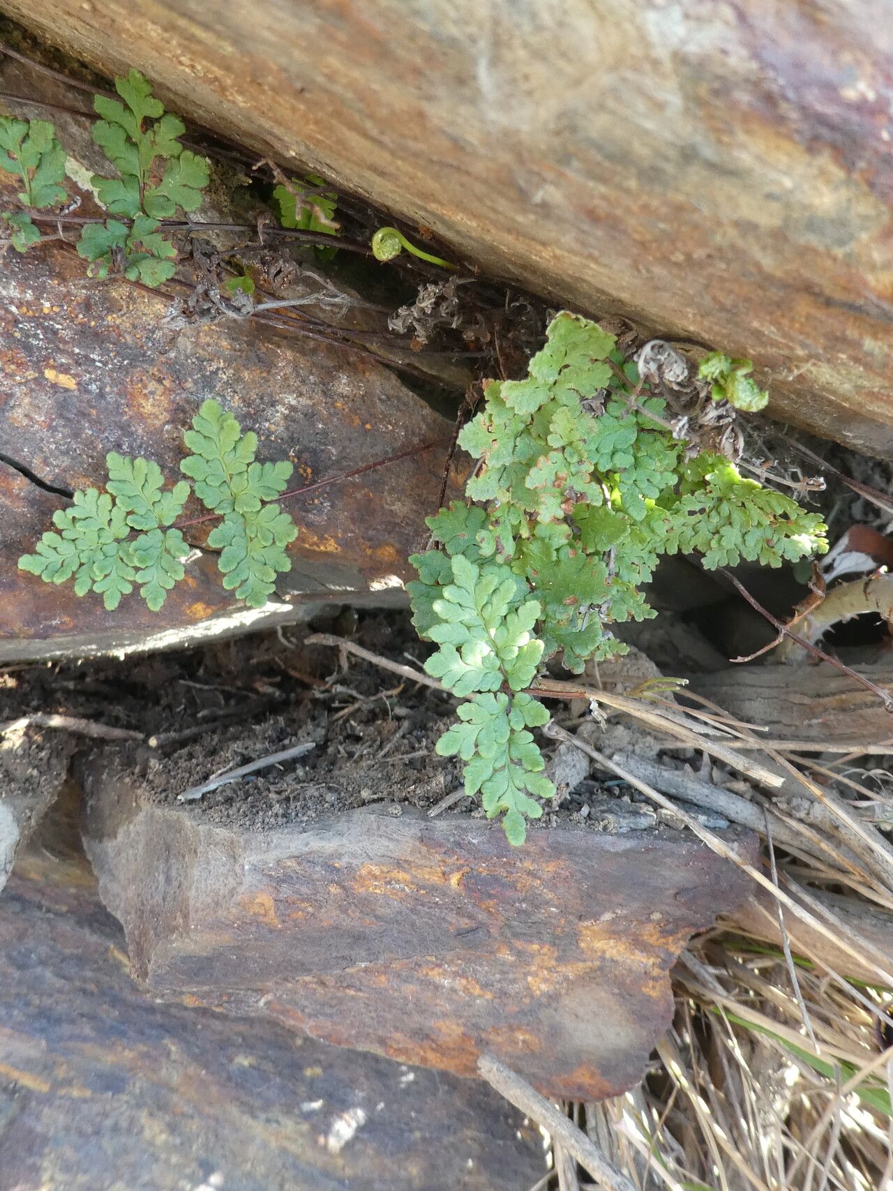 Hemionitis hispanica bark