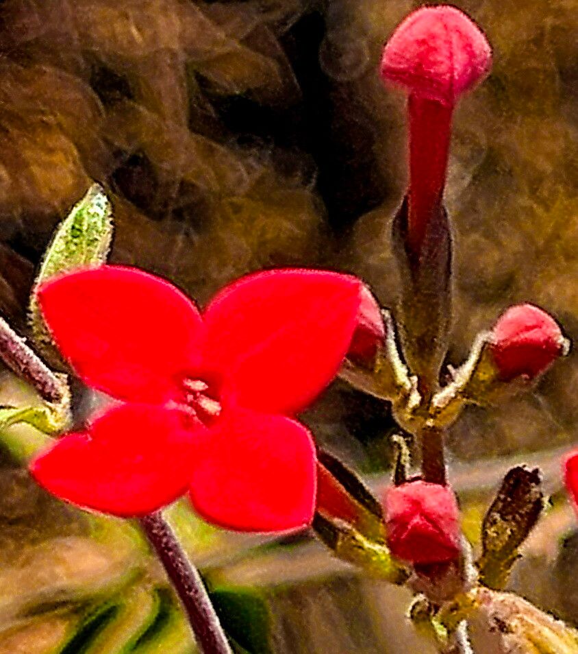 Bouvardia viminalis — houseplant care guide