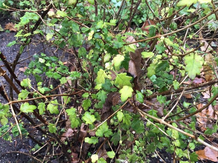 Jovellana violacea — search result for 'Calceolariaceae'