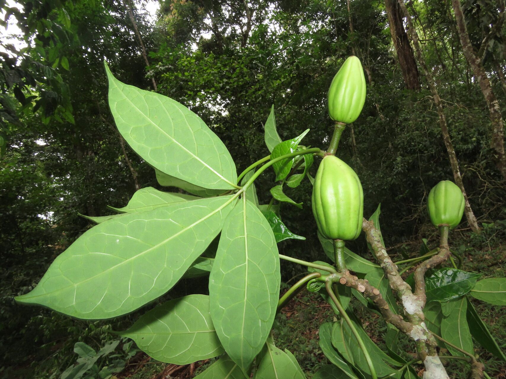 Jacaratia dolichaula leaf