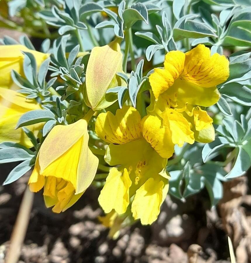 Tropaeolum polyphyllum flower