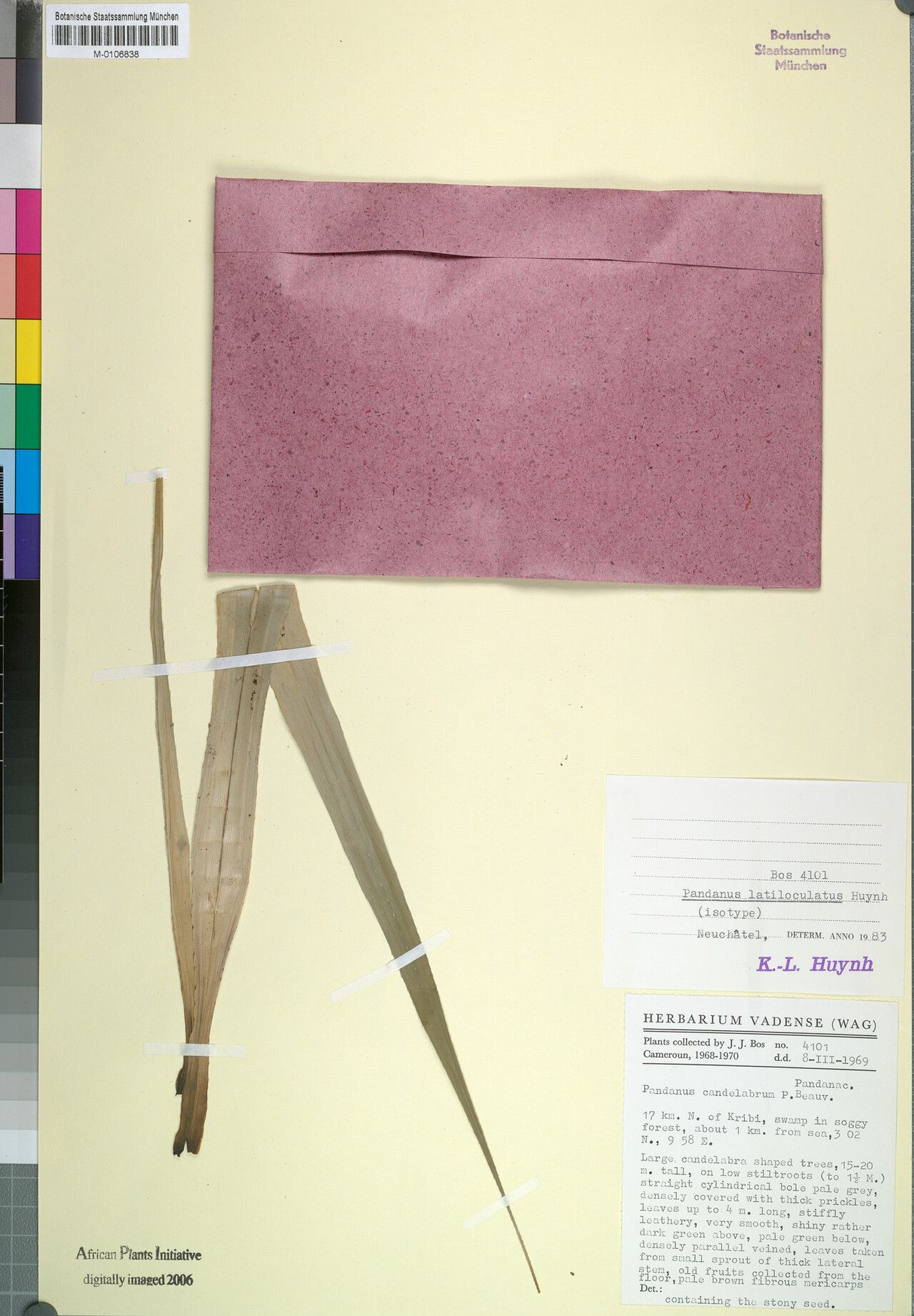 Pandanus latiloculatus — houseplant care guide