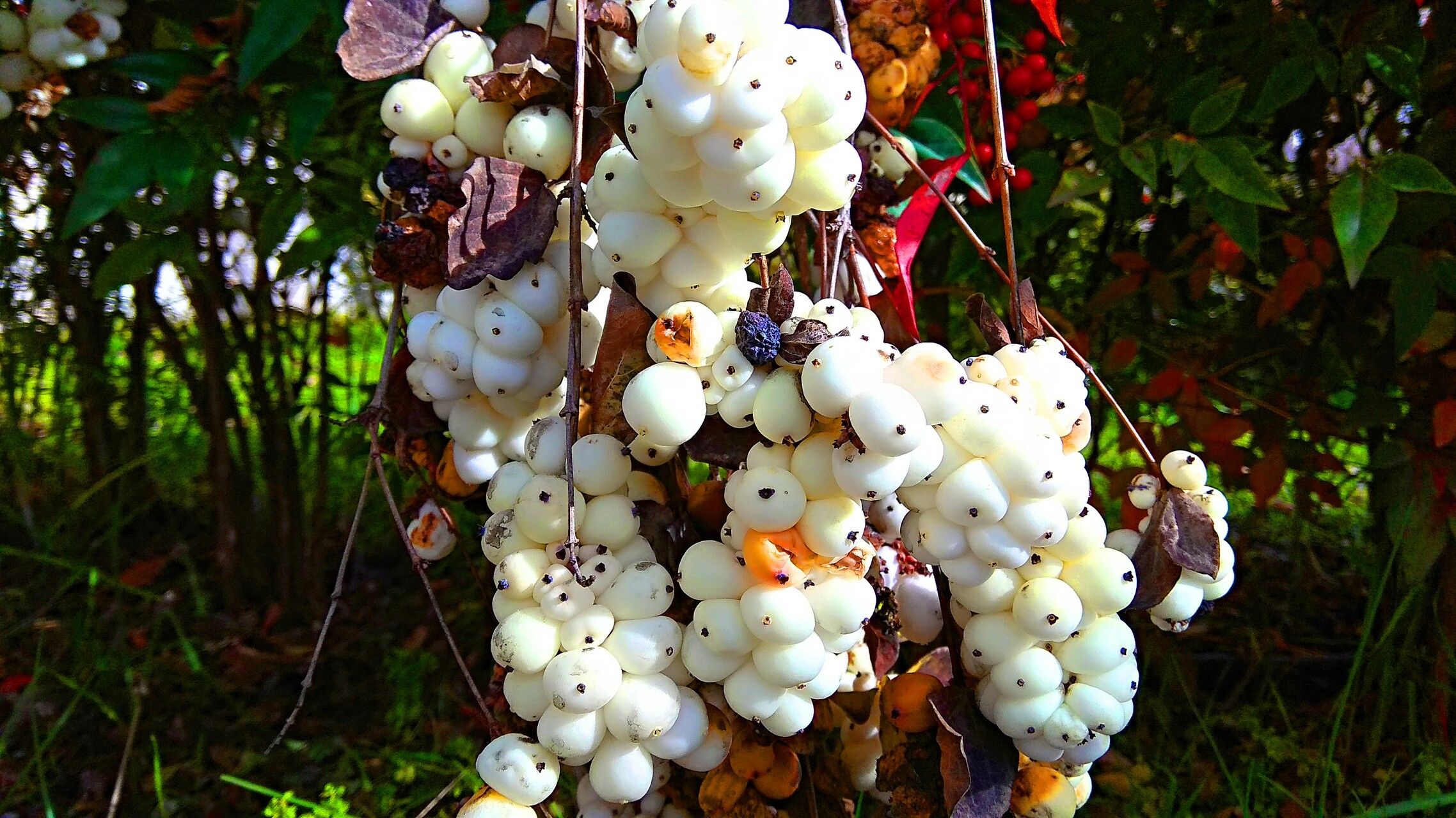 Syzygium guillauminii — houseplant care guide