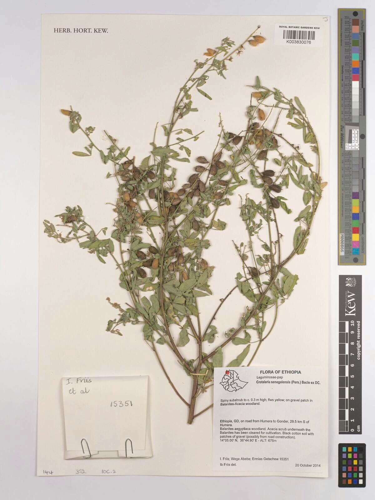 Crotalaria senegalensis — houseplant care guide