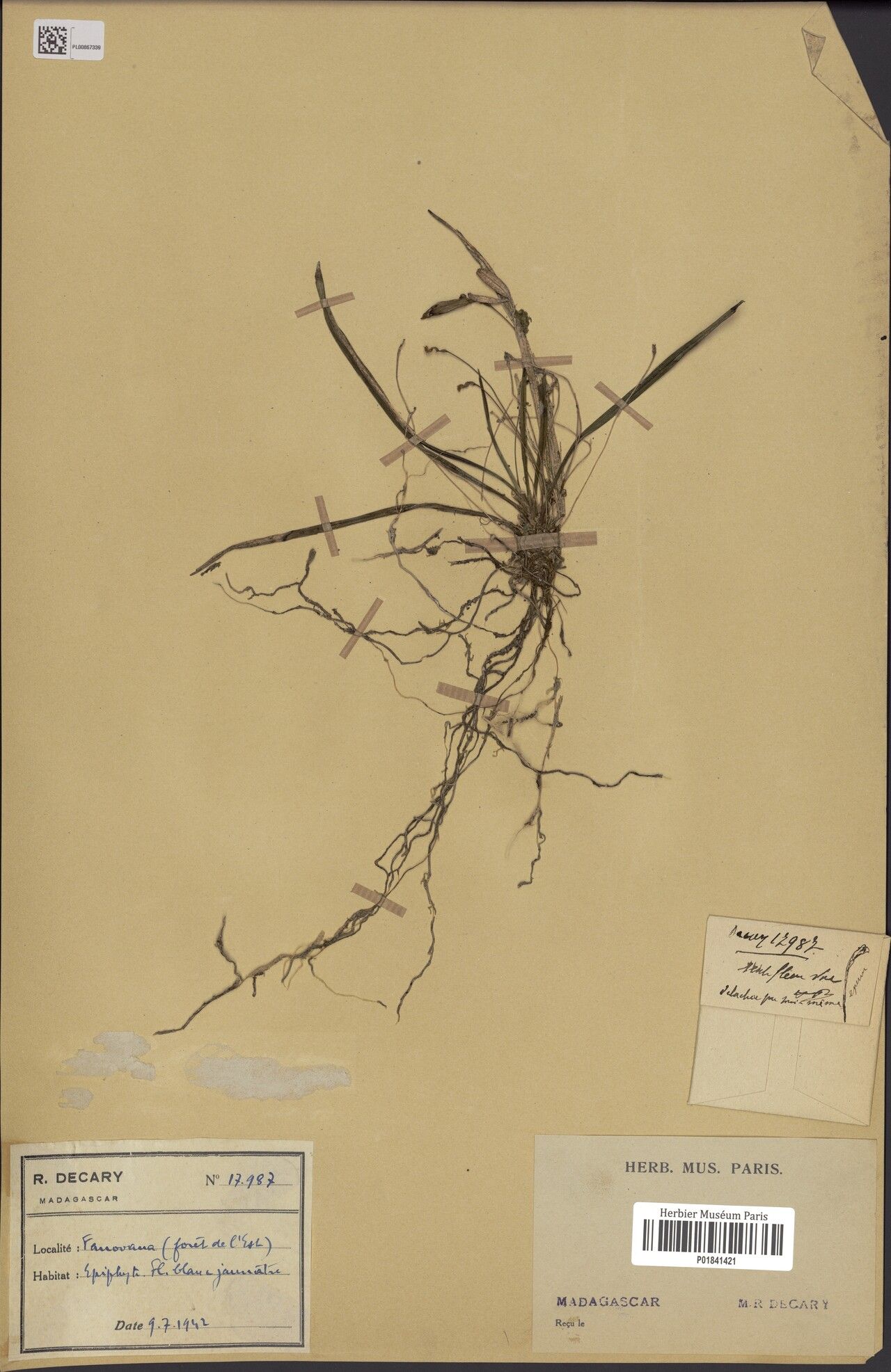 Angraecum sinuatiflorum — houseplant care guide