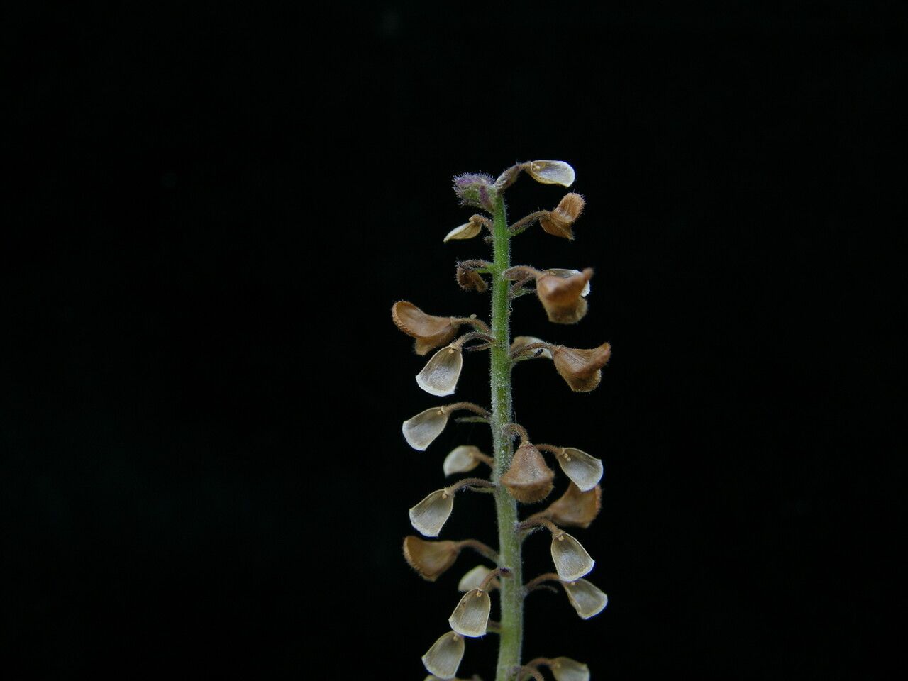 Scutellaria discolor habit