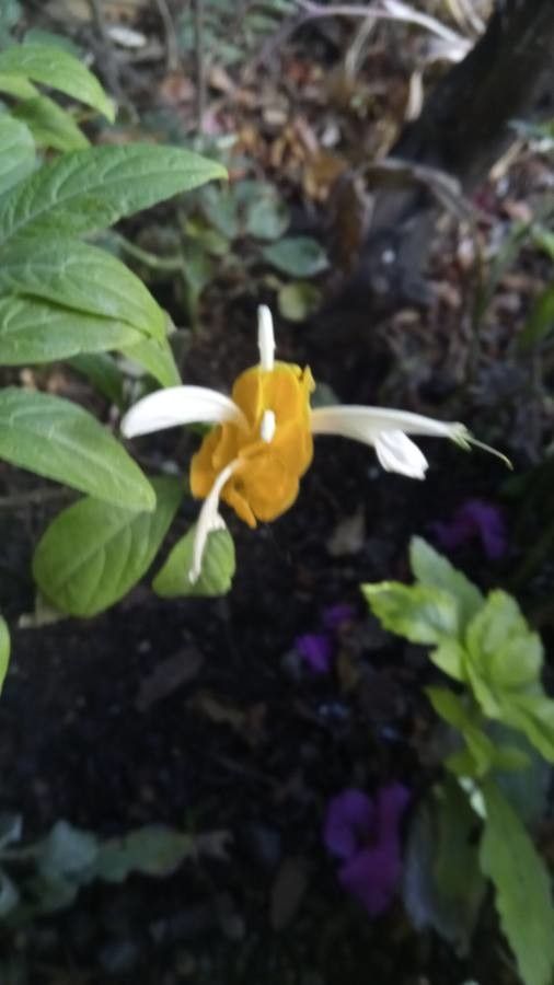 Pachystachys lutea flower