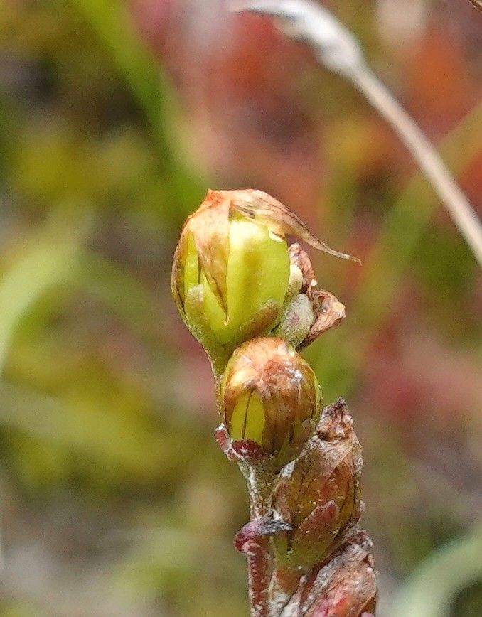 Drosera intermedia fruit