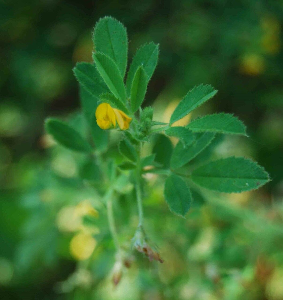 Medicago scutellata flower