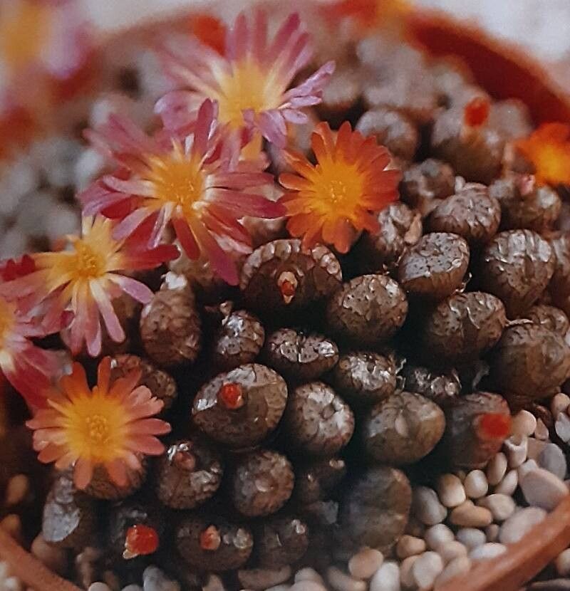 Conophytum × marnierianum — houseplant care guide