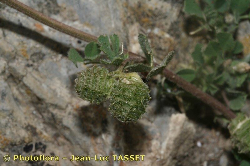 Medicago doliata fruit