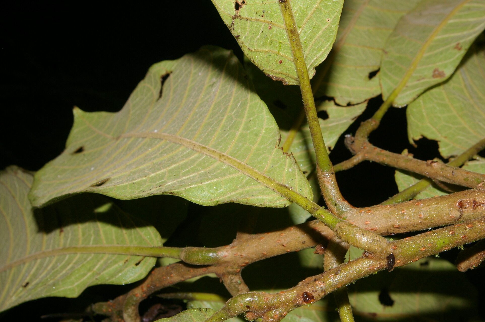 Meliosma cresstolina — houseplant care guide