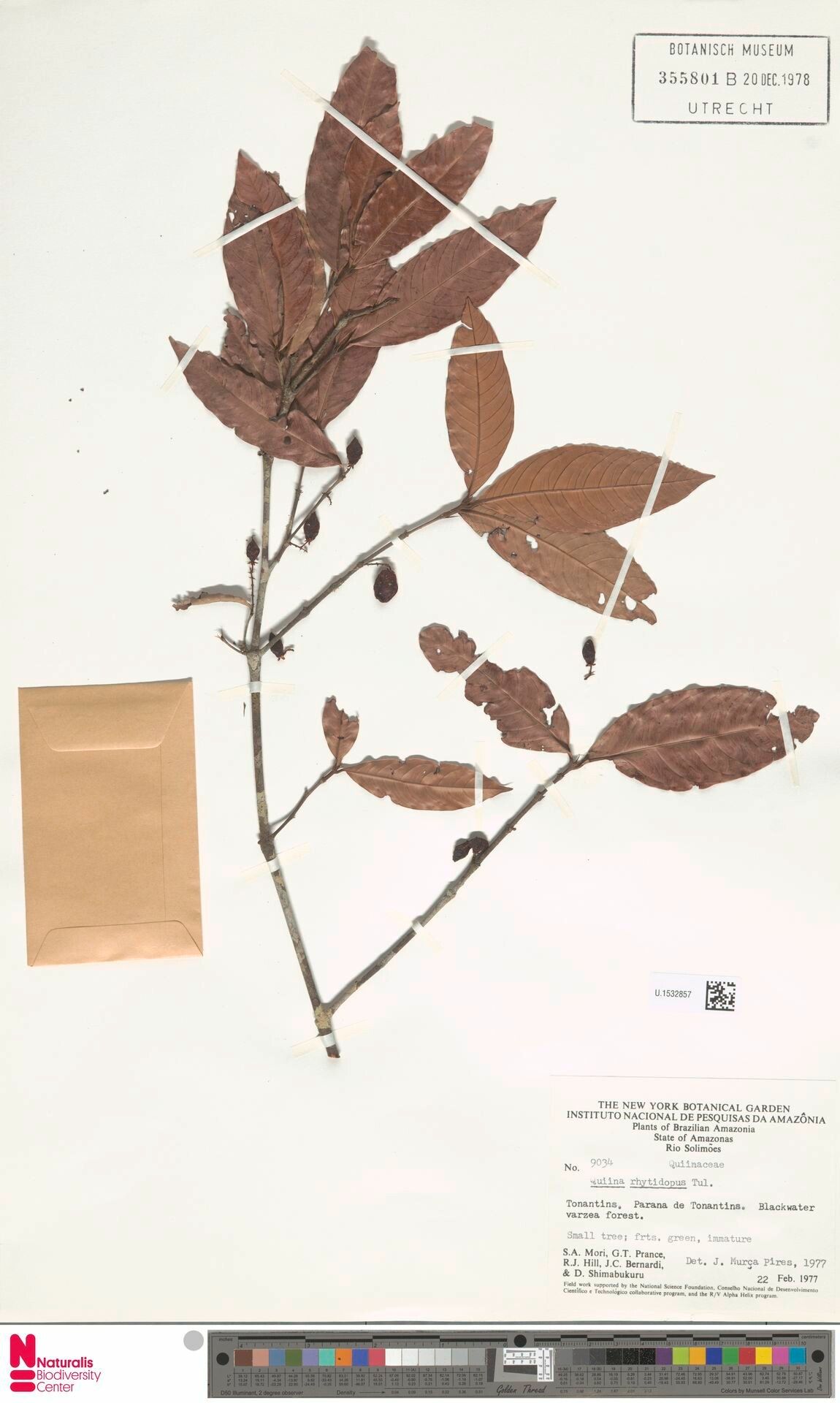 Quiina rhytidopus fruit