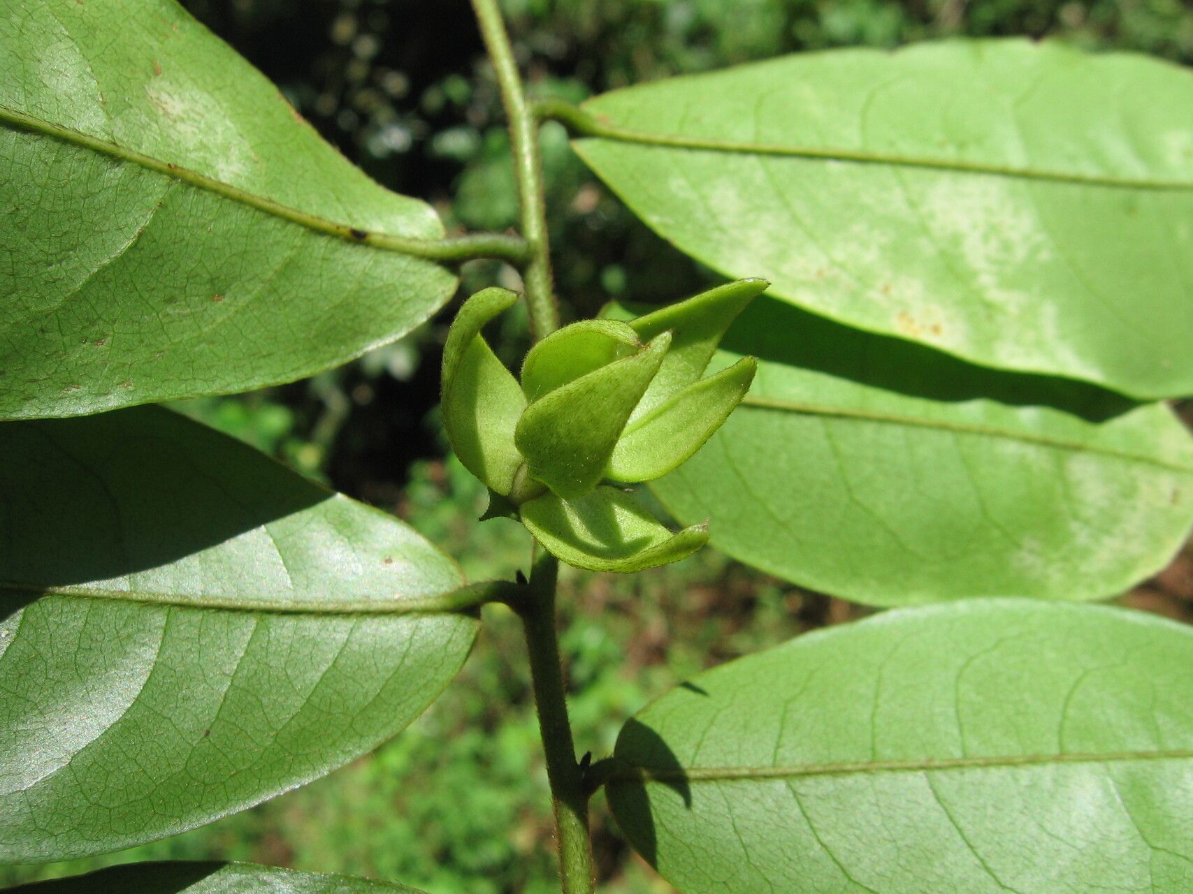 Artabotrys modestus other