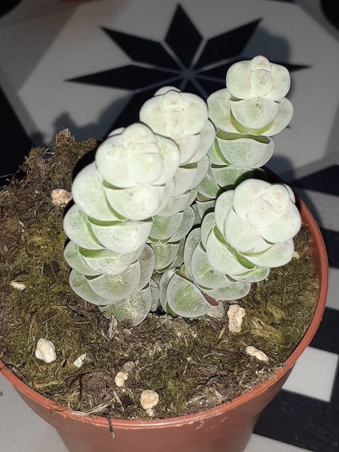 Crassula plegmatoides flower