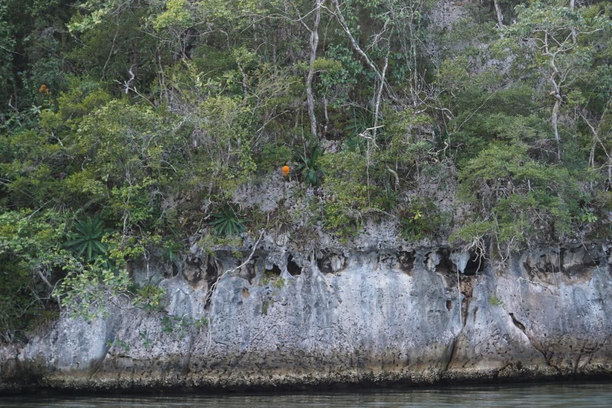 Agave karatto — search result for 'Agave'