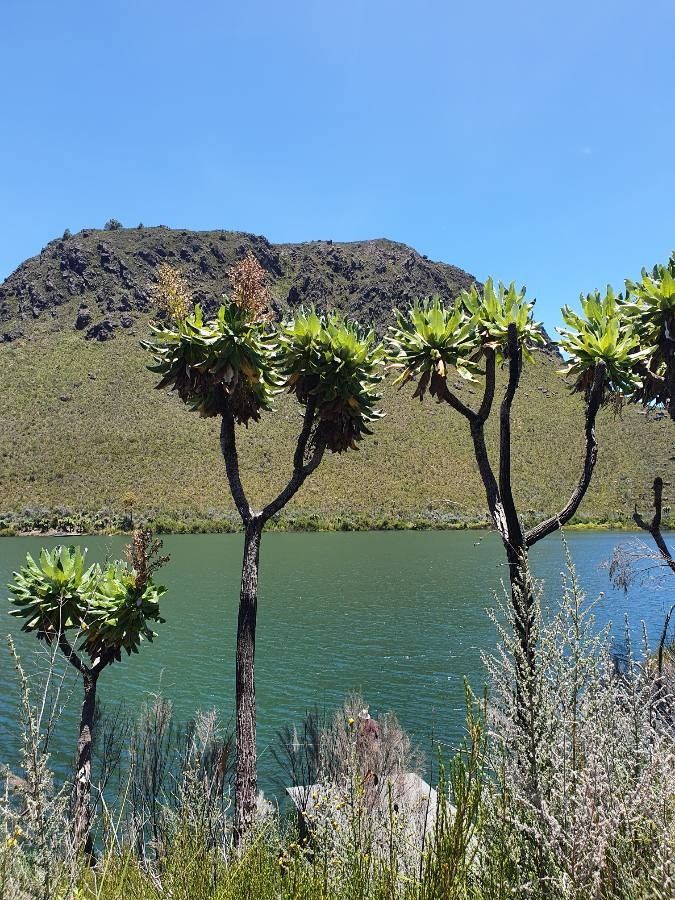 Dendrosenecio battiscombei habit