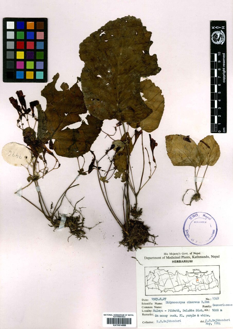 Didymocarpus cinereus other