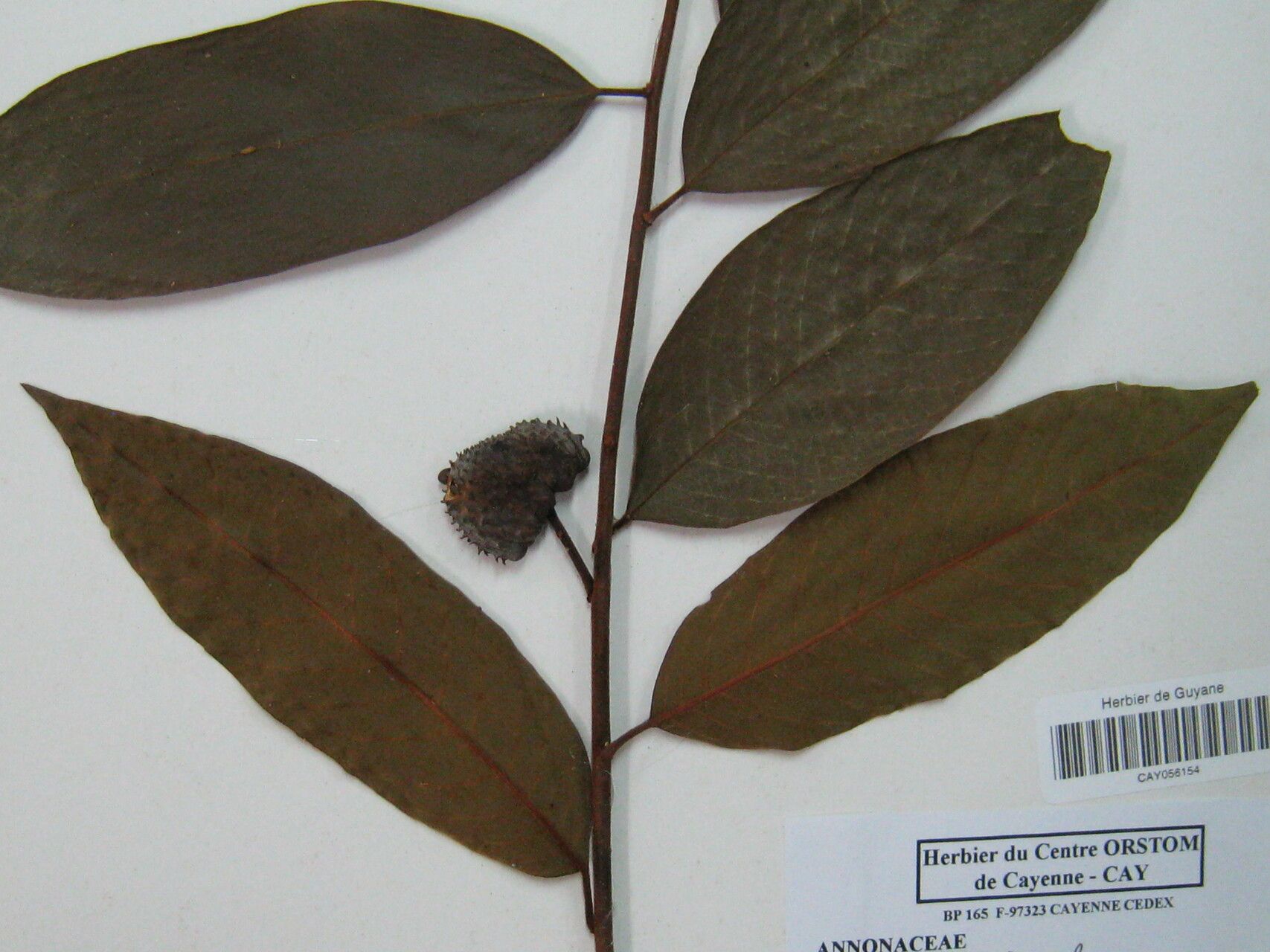 Annona sericea other