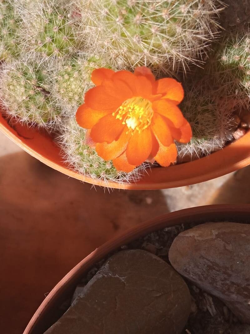 Rebutia albopectinata bark