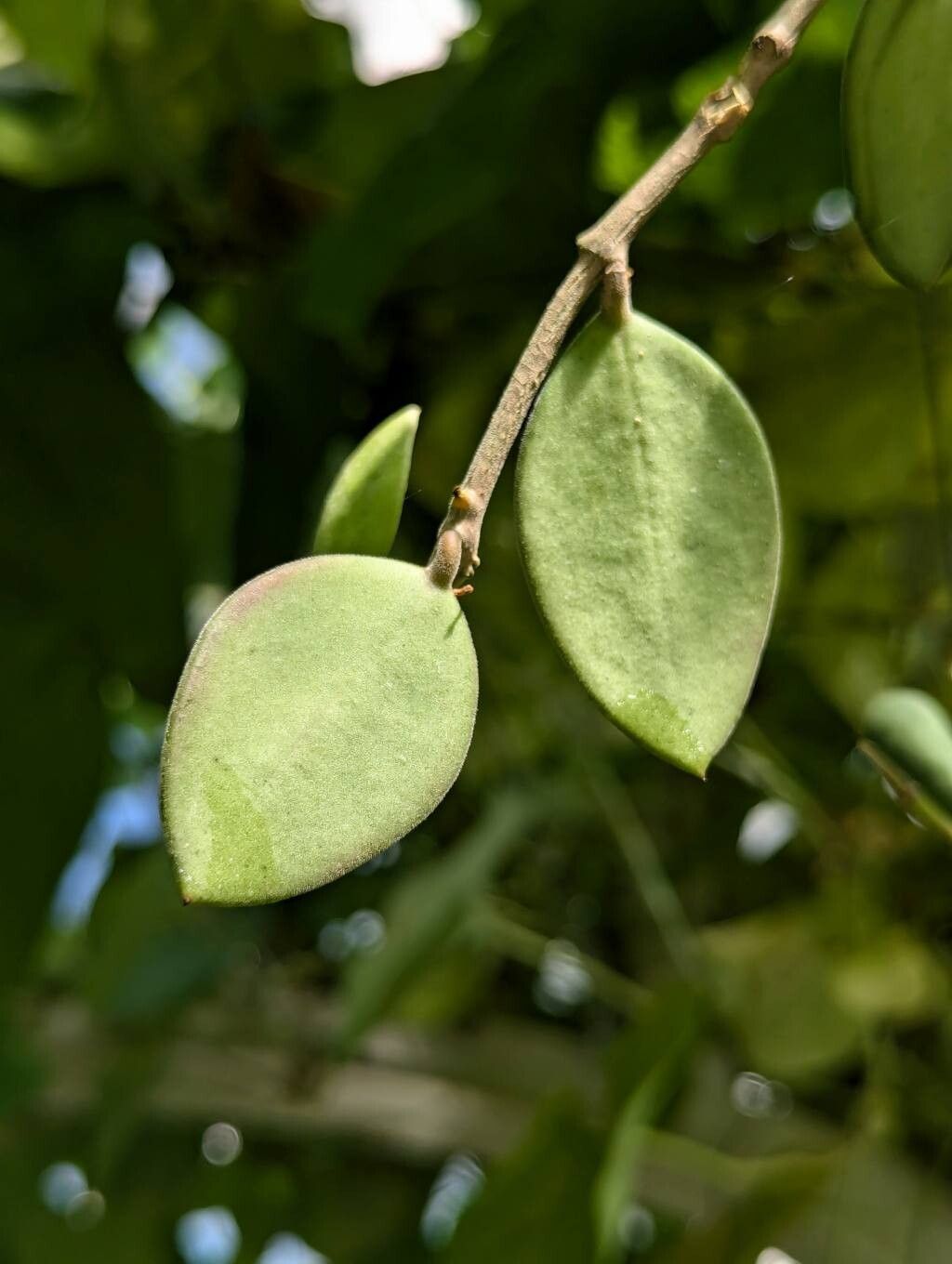Hoya nummularioides leaf