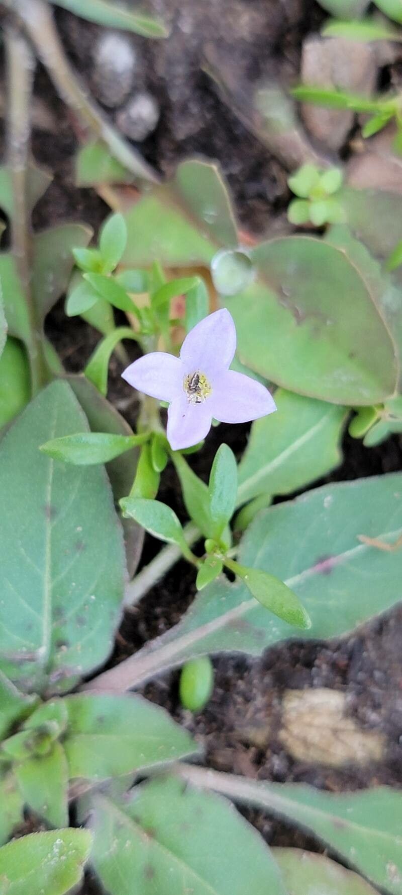 Houstonia rosea flower