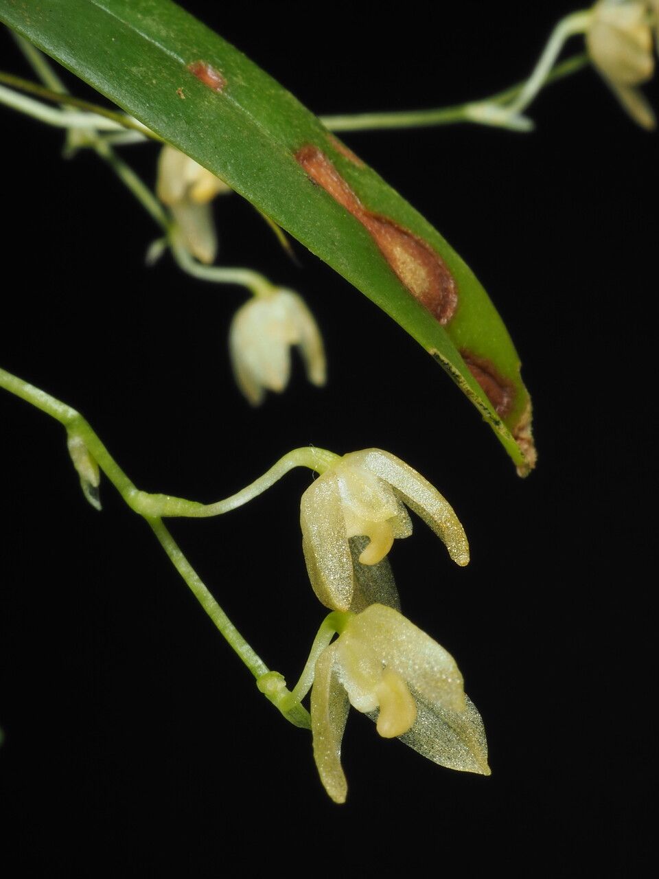 Bulbophyllum cylindrobulbum flower