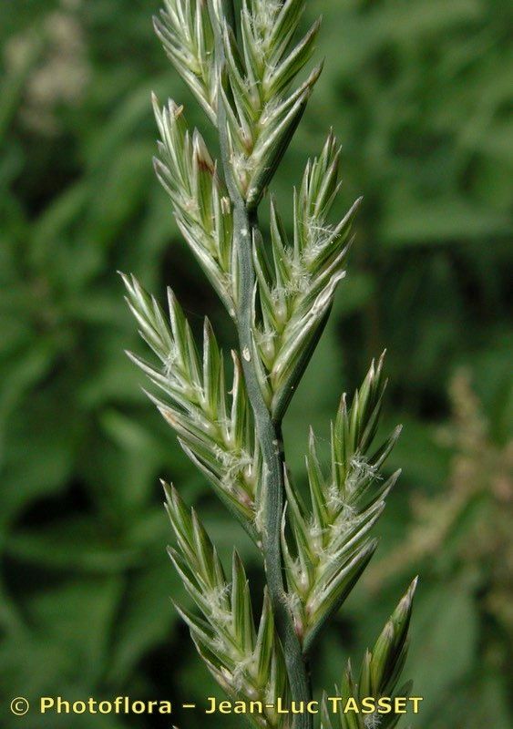 Lolium × boucheanum flower