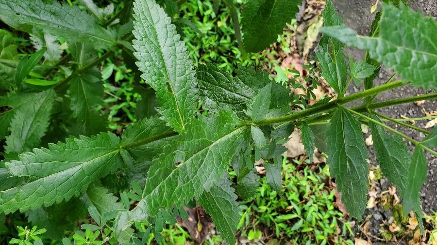 Eupatorium album leaf