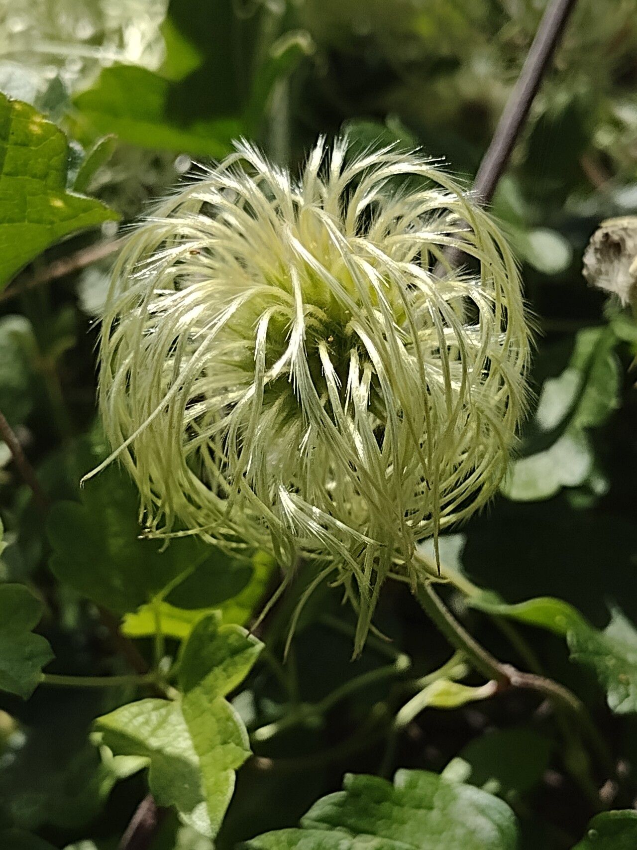 Clematis lasiantha flower