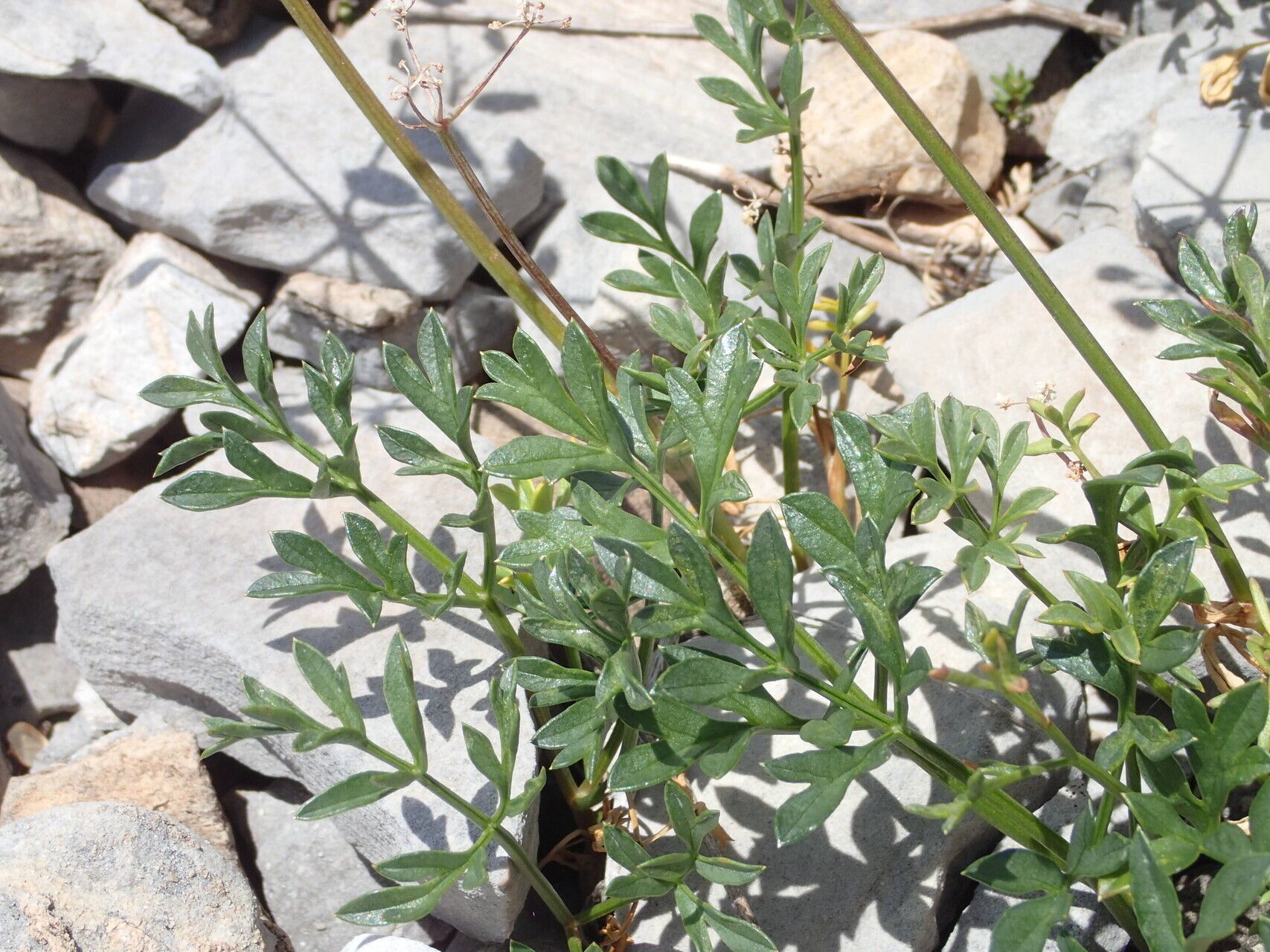 Heracleum pumilum leaf